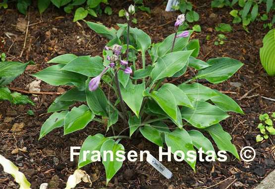 Hosta Dewed Steel